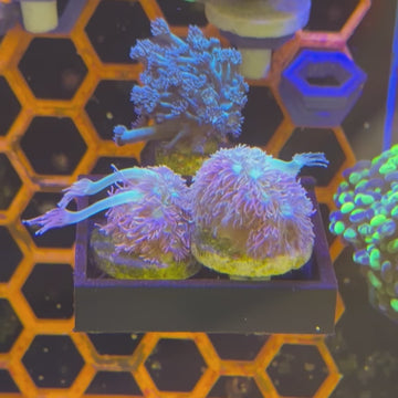 Treasure Island Goniopora Coral (GN6 WYSIWYG) - 0