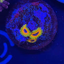 Great Owl Zoanthids Coral (ZN45 WYSIWYG)-1