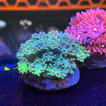 Coastline Goniopora Coral (GN19 WYSIWYG)