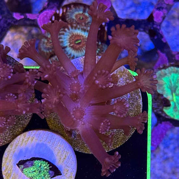 Dark Knight Rises Alveopora Coral (AV1-3 WYSIWYG)