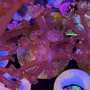 Dark Knight Rises Alveopora Coral (AV1-2 WYSIWYG)