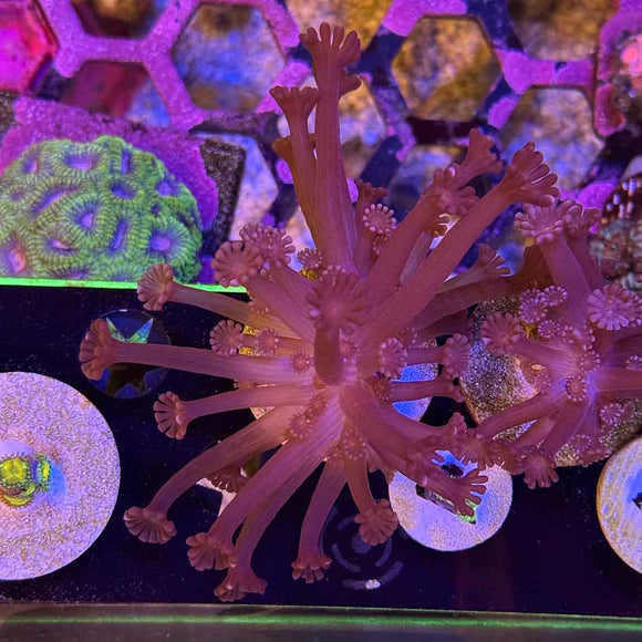 Dark Knight Rises Alveopora Coral (AV1-1 WYSIWYG)