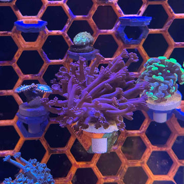 Dark Knight Rises Alveopora Coral (AV1-3 WYSIWYG) - 0