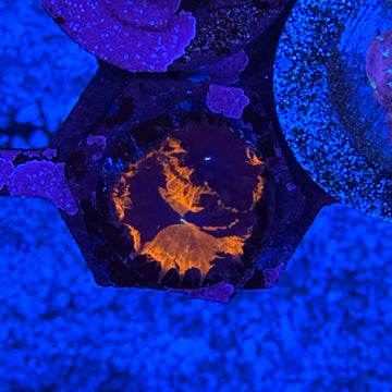 Deadpool Grafted Blasto Coral (BL3 WYSIWYG)