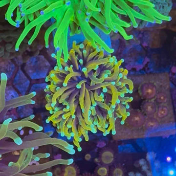 Dragon Fire Torch Coral (TC3 WYSIWYG)