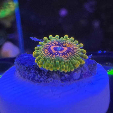 Grand Master Krakatoa Zoanthids Coral (ZN44 WYSIWYG) - 0