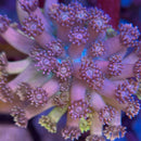 Highlighter Pink Rainbow Goniopora Coral (GN16-1 WYSIWYG)-4