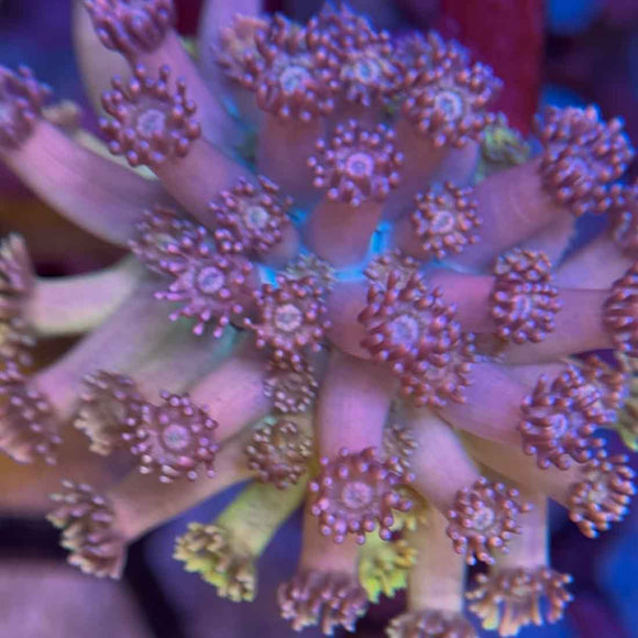 Highlighter Pink Rainbow Goniopora Coral (GN16-1 WYSIWYG)