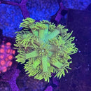 Highlighter Yellow Goni Coral (GN21 WYSIWYG)-1