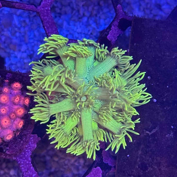 Highlighter Yellow Goni Coral (GN21 WYSIWYG)