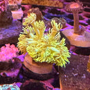 Highlighter Yellow Goni Coral (GN21 WYSIWYG)-2
