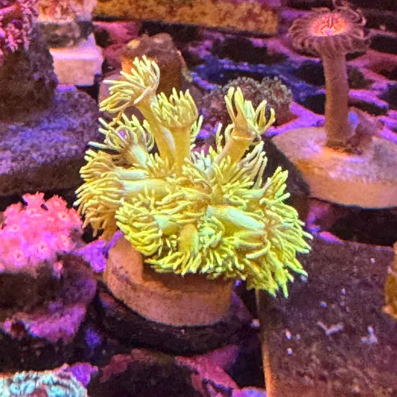 Highlighter Yellow Goni Coral (GN21 WYSIWYG)