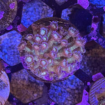 Glitter Goniopora Coral (GN17 WYSIWYG)