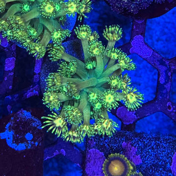 UC Grandmaster Goniopora Coral (GN14-1 WYSIWYG)