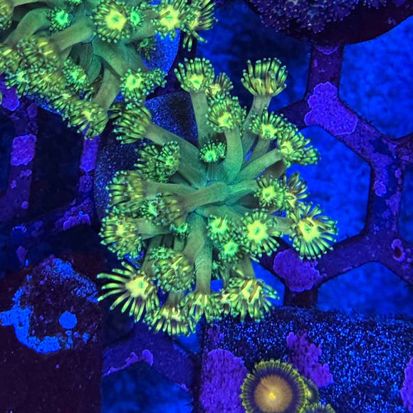 UC Grandmaster Goniopora Coral (GN14-1 WYSIWYG)