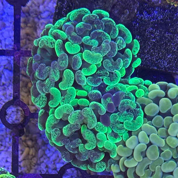 Green Splatter Branching Hammer Coral (HM2 WYSIWYG)