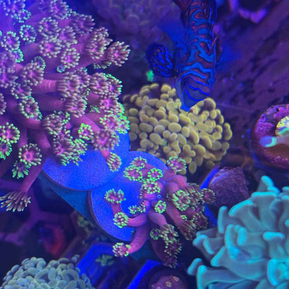 WWC Hollywood Nights Goniopora Coral (GN13-2 WYSIWYG)