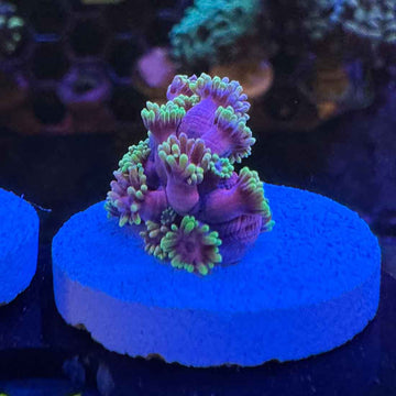 WWC Hollywood Nights Goniopora Coral (GN13-1 WYSIWYG)
