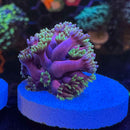 WWC Hollywood Nights Goniopora Coral (GN13-2 WYSIWYG)-1