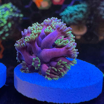 WWC Hollywood Nights Goniopora Coral (GN13-2 WYSIWYG)