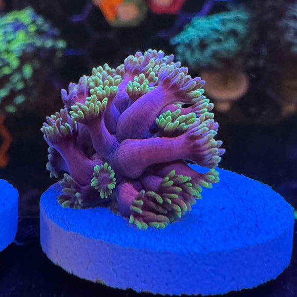 WWC Hollywood Nights Goniopora Coral (GN13-2 WYSIWYG)