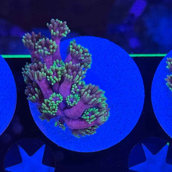 WWC Hollywood Nights Goniopora Coral (GN13-2 WYSIWYG)