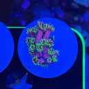 WWC Hollywood Nights Goniopora Coral (GN13-1 WYSIWYG)-2
