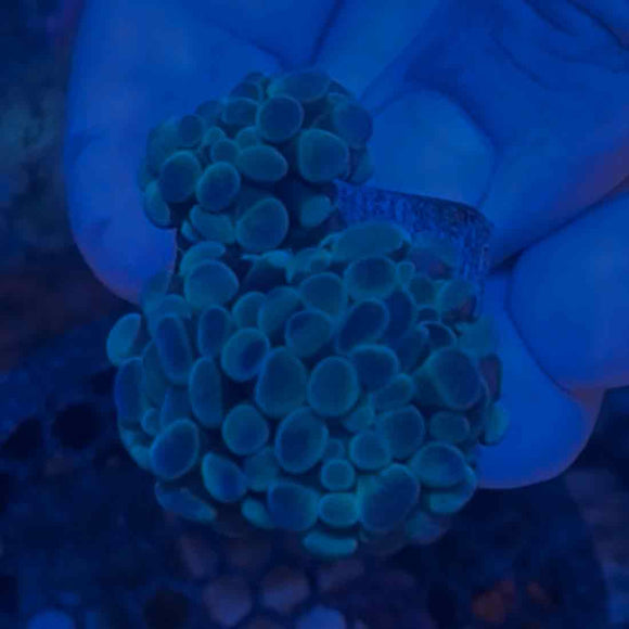 Minty Hologram Branching Hammer Coral (HM3 WYSIWYG)
