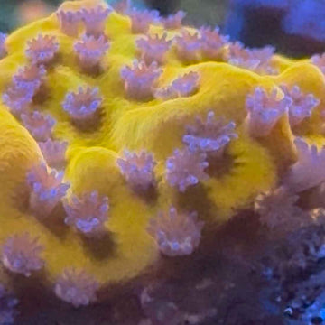 TSA Beast Montipora Coral (MP9-WYSIWYG) - 0