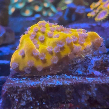 TSA Beast Montipora Coral (MP9-WYSIWYG)