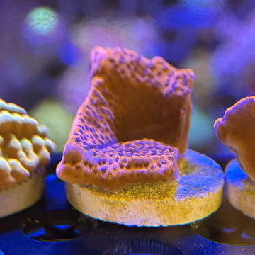 Mystic Sunset Montipora Coral (MP7-WYSIWYG) - 0