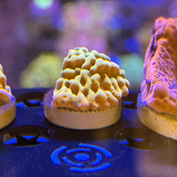 JF Beach Bum Montipora Coral (MP1-WYSIWYG) - 0