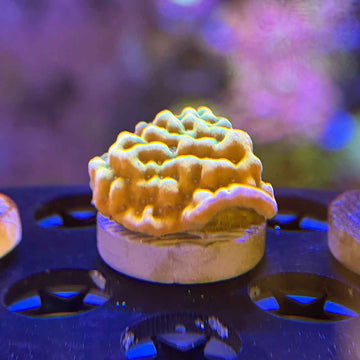 JF Beach Bum Montipora Coral (MP2-WYSIWYG) - 0