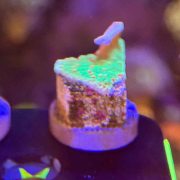 TSA Seasons Greetings Montipora Coral (MP3-WYSIWYG) - 0