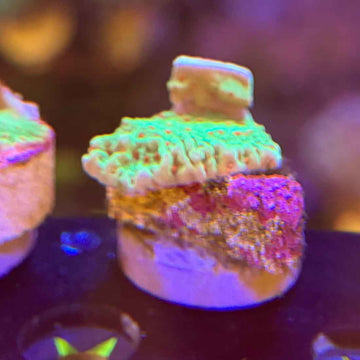 TSA Seasons Greetings Montipora Coral (MP4-WYSIWYG) - 0