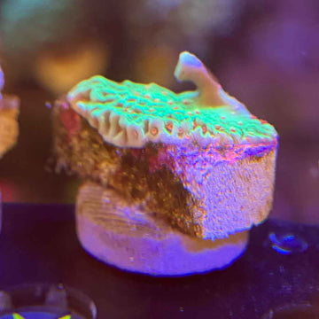 TSA Seasons Greetings Montipora Coral (MP5-WYSIWYG) - 0