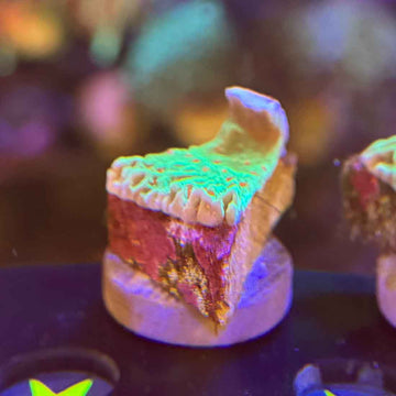 TSA Seasons Greetings Montipora Coral (MP6-WYSIWYG) - 0