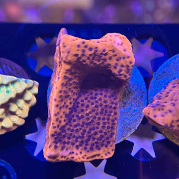 Mystic Sunset Montipora Coral (MP7-WYSIWYG)