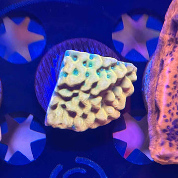 JF Beach Bum Montipora Coral (MP1-WYSIWYG)