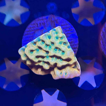 JF Beach Bum Montipora Coral (MP2-WYSIWYG)