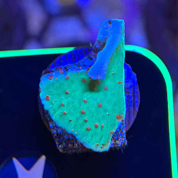 TSA Seasons Greetings Montipora Coral (MP3-WYSIWYG)