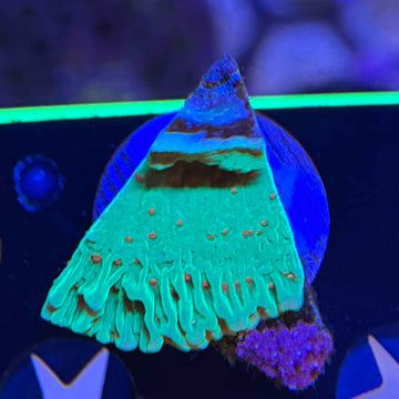 TSA Seasons Greetings Montipora Coral (MP4-WYSIWYG)