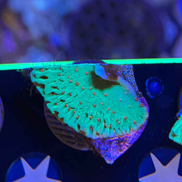 TSA Seasons Greetings Montipora Coral (MP5-WYSIWYG)