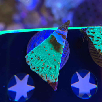 TSA Seasons Greetings Montipora Coral (MP6-WYSIWYG)