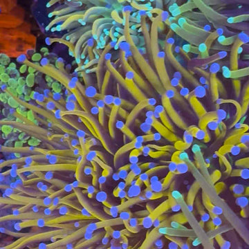 New York Knicks Torch Coral (TC2 WYSIWYG)