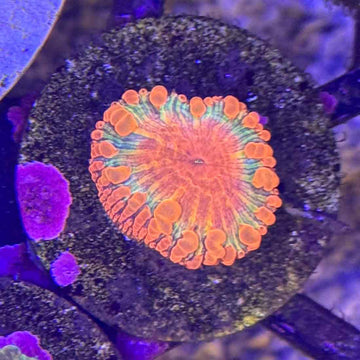 Rainbow Blasto Coral (BL4 WYSIWYG)