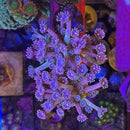 Drag Queen Rainbow Goniopora Coral (GN15 WYSIWYG)-1