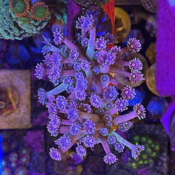 Drag Queen Rainbow Goniopora Coral (GN15 WYSIWYG)