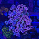 Drag Queen Rainbow Goniopora Coral (GN15 WYSIWYG)-5