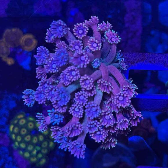 Drag Queen Rainbow Goniopora Coral (GN15 WYSIWYG)